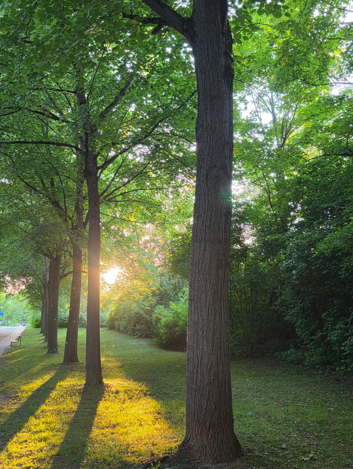 Parkweg beim Sonnenuntergang